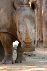 rhino in the zoo © manikumar