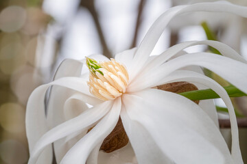 Macro closeup of a fully open magnolia bloom
