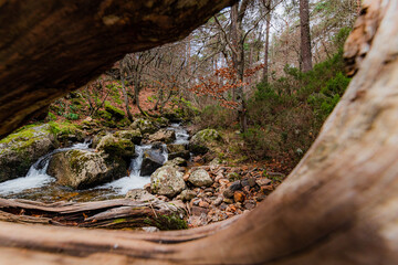Hole in the trunk of a tree with a river in the background