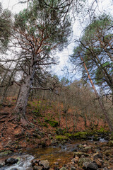 Large tree on the bank of a mountain river