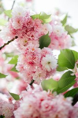 Selective focus of beautiful branches of pink Cherry blossoms on the tree. Beautiful Sakura flowers during spring season in the park, Flora pattern texture, Nature floral background