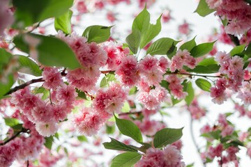 Selective focus of beautiful branches of pink Cherry blossoms on the tree. Beautiful Sakura flowers during spring season in the park, Flora pattern texture, Nature floral background