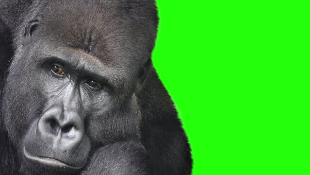 Mountain gorilla meditates on a green screen