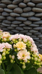 Nahaufnahme von vielen kleinen rosa Blüten und grünen Knospen der Kalanchoe Pflanze. Im Hintergrund schwarze glatte Steine. Textfreiraum.
