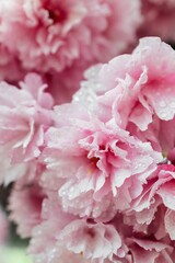 Selective focus of beautiful branches of pink Cherry blossoms on the tree. Beautiful Sakura flowers during spring season in the park, Flora pattern texture, Nature floral background