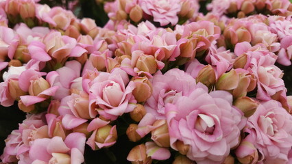 Nahaufnahme von vielen kleinen rosa Blüten der Kalanchoe Pflanze.  Blütenteppich pink.
Hintergrund floral.
