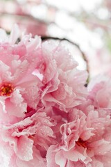 Selective focus of beautiful branches of pink Cherry blossoms on the tree. Beautiful Sakura flowers during spring season in the park, Flora pattern texture, Nature floral background
