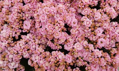 Nahaufnahme von vielen kleinen rosa Blüten der Kalanchoe Pflanze. Blütenteppich pink.
Hintergrund floral.