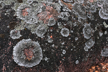 lichen pattern on granite rock