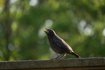 Young Grackle