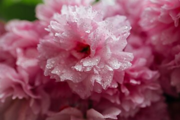 Selective focus of beautiful branches of pink Cherry blossoms on the tree. Beautiful Sakura flowers during spring season in the park, Flora pattern texture, Nature floral background