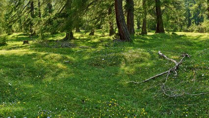 Eine Lärchenwiese im Obernbergtal