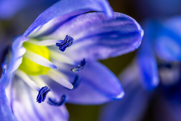 A Scilla siberica flowers commonly known as the Siberian squill or wood squill in a macro lens shot - 783352602