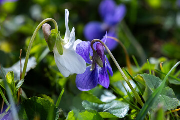A two violets flower leaned towards one another(Viola, Viola Canina, commonly known as heath dog-violet and heath violet), one white other blu-violet on a green lawn. Spring scene in a macro lens shot - obrazy, fototapety, plakaty