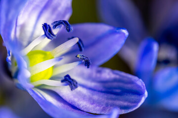 A Scilla siberica flowers commonly known as the Siberian squill or wood squill in a macro lens shot - 783352606