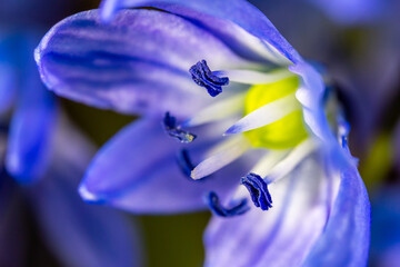 A Scilla siberica flowers commonly known as the Siberian squill or wood squill in a macro lens shot - obrazy, fototapety, plakaty