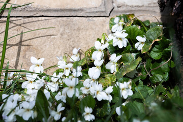 A white violets flowers (Viola, Viola Canina, commonly known as heath dog-violet and heath violet)...