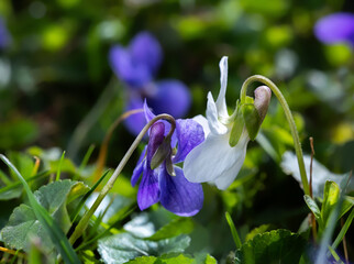 A two violets flower leaned towards one another(Viola, Viola Canina, commonly known as heath dog-violet and heath violet), one white other blu-violet on a green lawn. Spring scene in a macro lens shot - 783352618