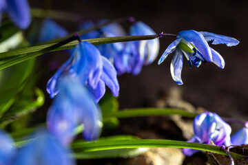 A Scilla siberica flowers commonly known as the Siberian squill or wood squill in a macro lens shot - 783352620