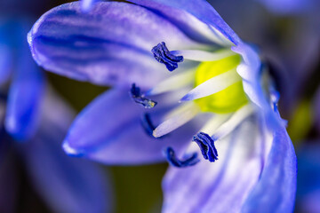 A Scilla siberica flowers commonly known as the Siberian squill or wood squill in a macro lens shot - obrazy, fototapety, plakaty