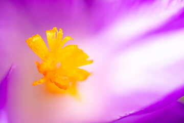 The inside of a crocus flower in a macro lens shot