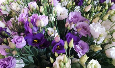 Beautyful purple and white blossom of  Lisianthus.  Cut flowers for florists. 