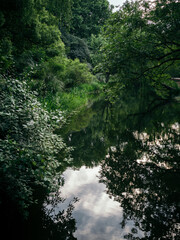 river in the forest