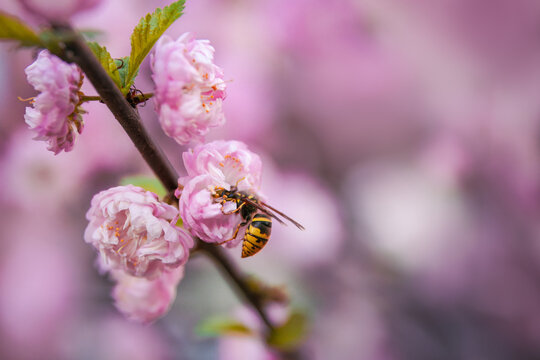 A wasp sits on the Prunus triloba blossom pink flowers. Close-up Prunus triloba branch with a wasp on it.
