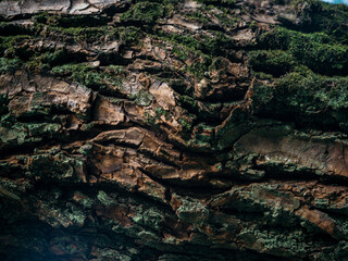 Bark Covered with Moss
