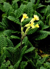 Yellow flowers of primrose - primula plant at spring - 783355826