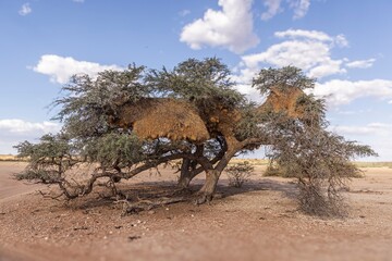 Picture of an acacia tree with a big weaver birds nest on a green meadow against a blue sky in Etosha national park in Namibia during the day