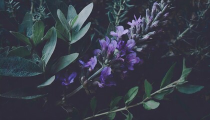 Fototapeta na wymiar flower violet lavender herb and green leaves eucalyptus