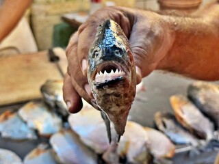 Frischer Piranha auf Fischmarkt