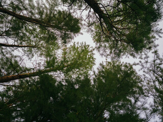Gazing Up at the Forest Sky
