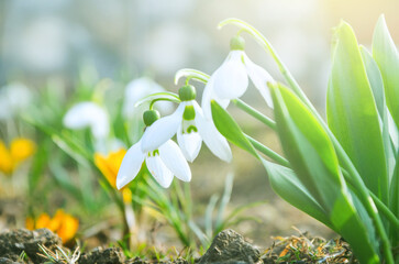 white spring flowers,snowdrops 