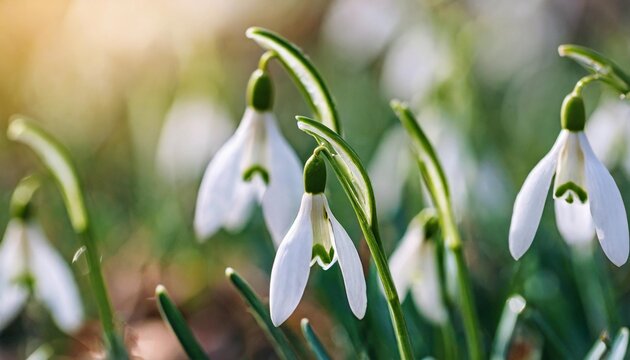snowdrops spring flowers beautifully blooming in the grass at sunset delicate snowdrop flower is one of the spring symbols amaryllidaceae galanthus nivalis
