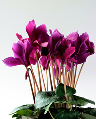 colorful cyclamens flowers close up - 783358847