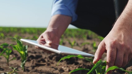 Businessman digital agricultural farmer with tablet. Man holds tablet checking information on internet touching corn leaves caring for plant health. Farmer engaged in agriculture agrarian business.