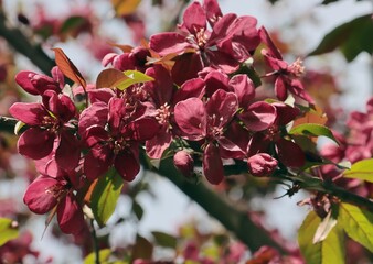 pink and red flowers of Malus Purpurea tree at spring - 783358877