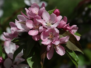 Fototapeta na wymiar pink and red flowers of Malus Purpurea tree at spring