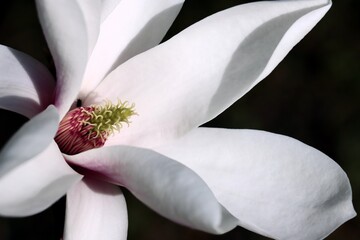 pretty,pink big flowers of magnolia tree at spring - obrazy, fototapety, plakaty