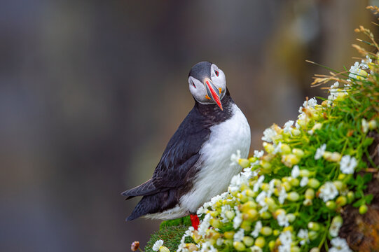 Atlantic puffin (Fratercula arctica), also known as the common puffin.