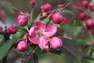 pink and red flowers of Malus Purpurea tree at spring