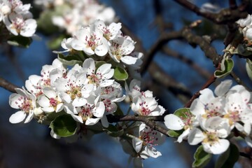 white flowers of Pear tree at spring - 783359462
