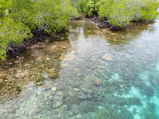 Shallow, healthy corals thrive on the edge of a mangrove forest in Raja Ampat, Indonesia. This region supports plenty of mangroves which provides habitat for many species of fish and invertebrates.