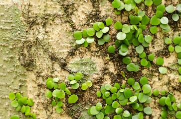 A tree trunk covered in green plants