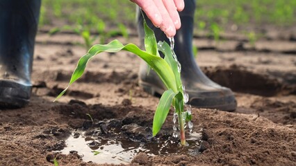 Farmer takes care of corn seedlings. Sprouted corn seeds, green leaves of fresh sprouts germs, farm worker employee hand watering plant, nourishing soil with water. Agricultural agrarian farm business