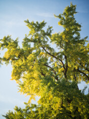 ginkgo tree at the garden in suzhou