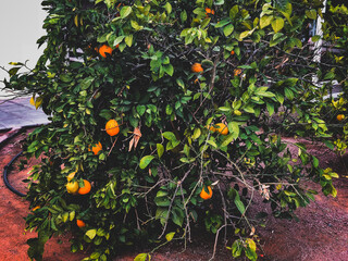 ‏Orange tree in a farm in Hail, ‏Saudi Arabia