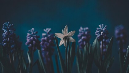 spring flower daffodil lavender hyacinth in a row against blue background